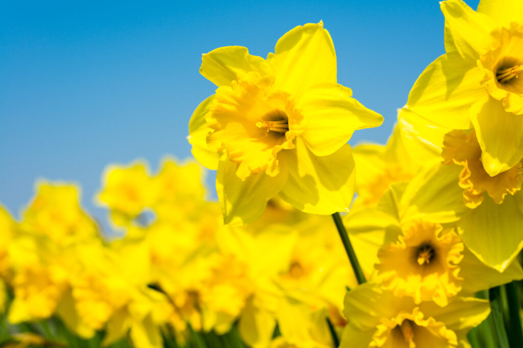 spring loft insulation boarding specialist
